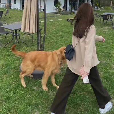 波丽娜